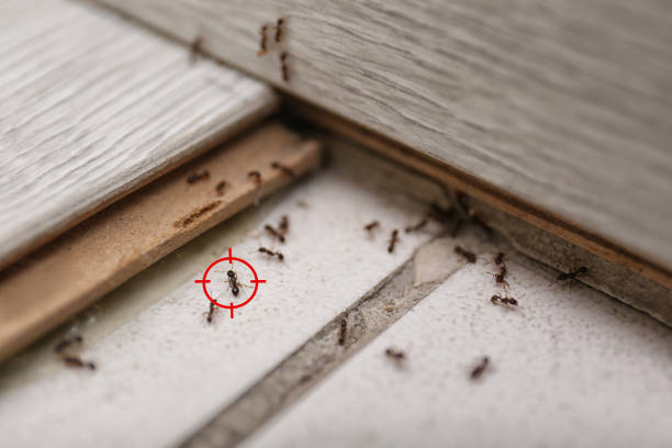 Bird Control in Princeton, WI